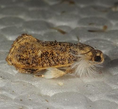 Acrolophinae